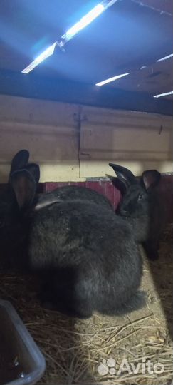Продам кроликов