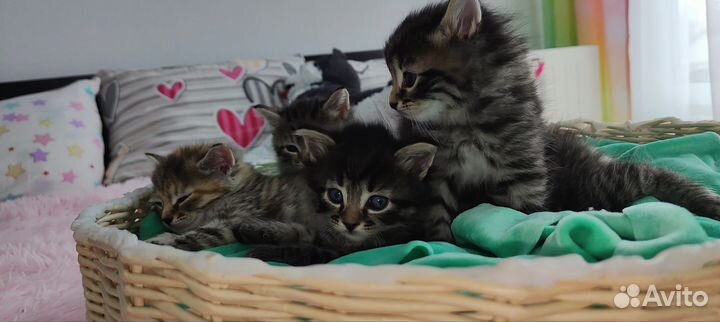 Котята 1 месяц