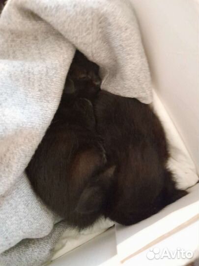 Котята (мальчик и девочка)