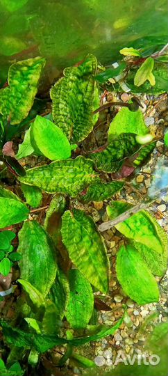 Рыбки,растения