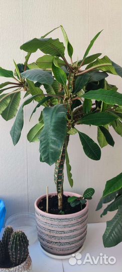 Комнатные растения цветы