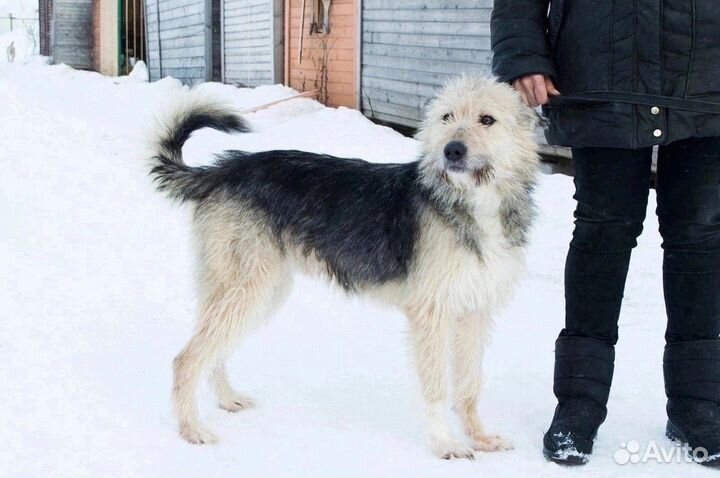 Собака в добрые руки отдам бесплатно