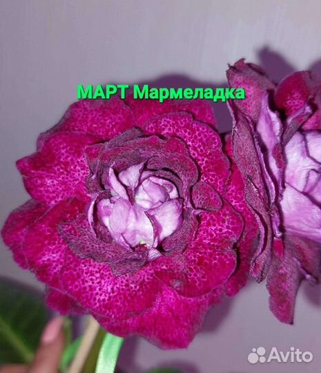 Глоксинии сортовые махровые Почтой