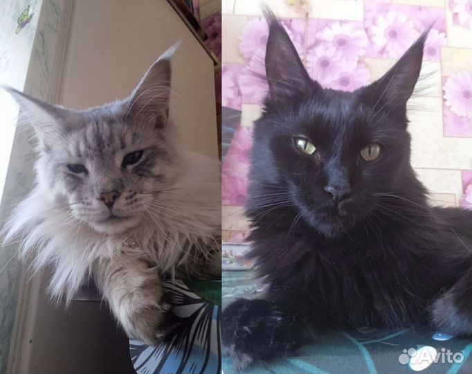 Котята Мейн-кун