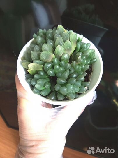 Хавортии Купера, Трунката