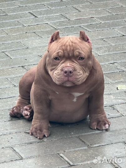 Американский булли