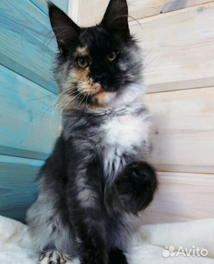 Мейн-кун в добрые руки