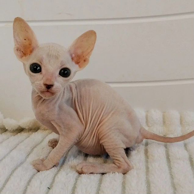 Донской сфинкс котёнок