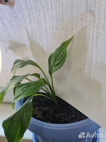 Спатифиллум (женское счастье )