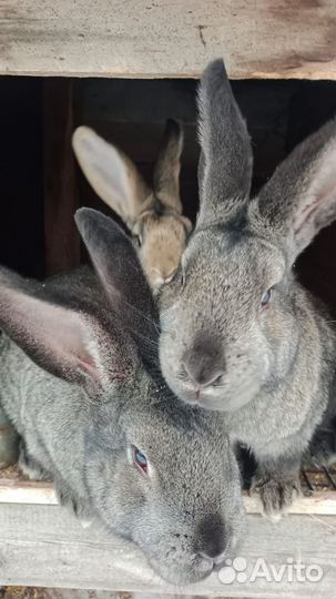 Кролы и кролихи