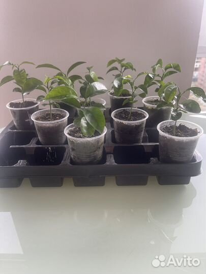 Продам саженцы лимона