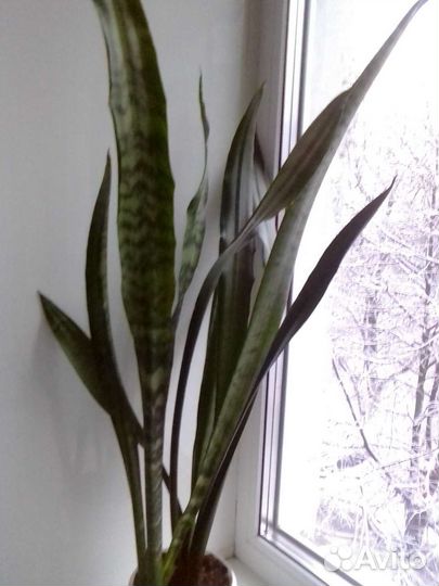 Сансевиерия