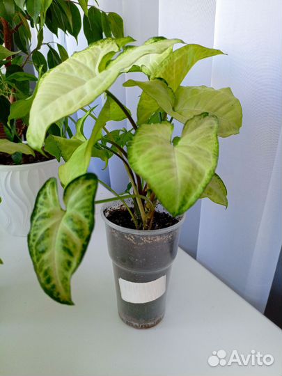 Сингониум Моттлед