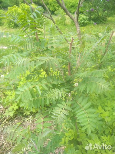 Саженцы липы, сумаха оленерогого,каштана