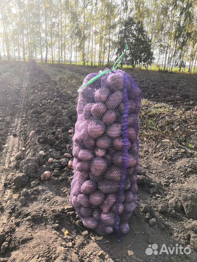 Продам картофель