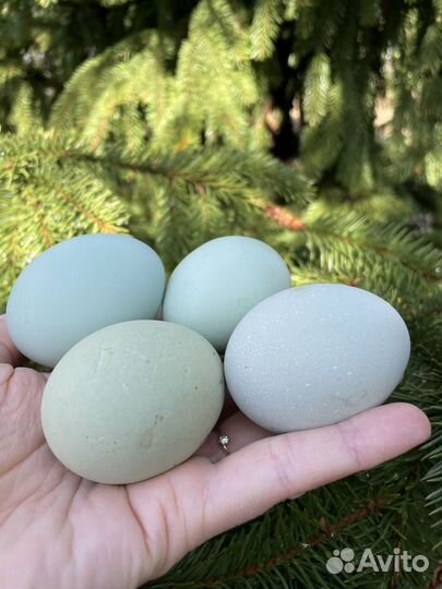 Семья 3курицы и 1петух лакеданзи серебро