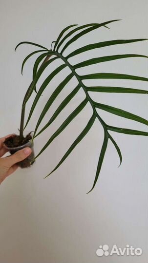 Филодендрон