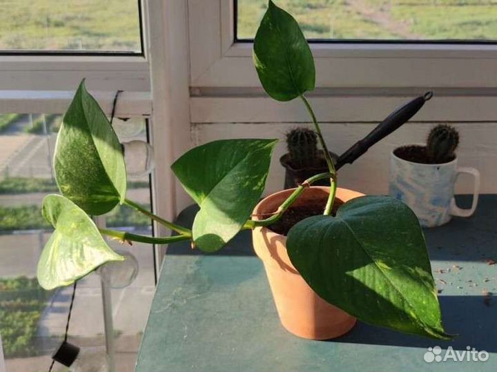 Эпипремнум золотистый, сциндапсус