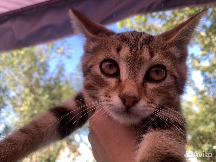 Кошка в дар бесплатно