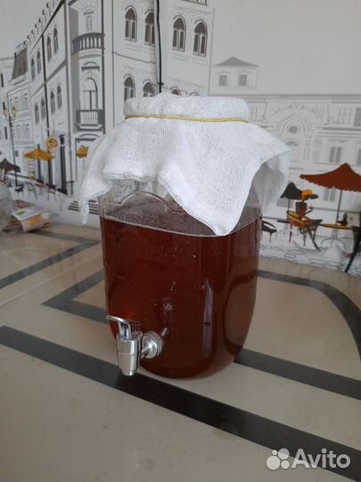 Чайный гриб