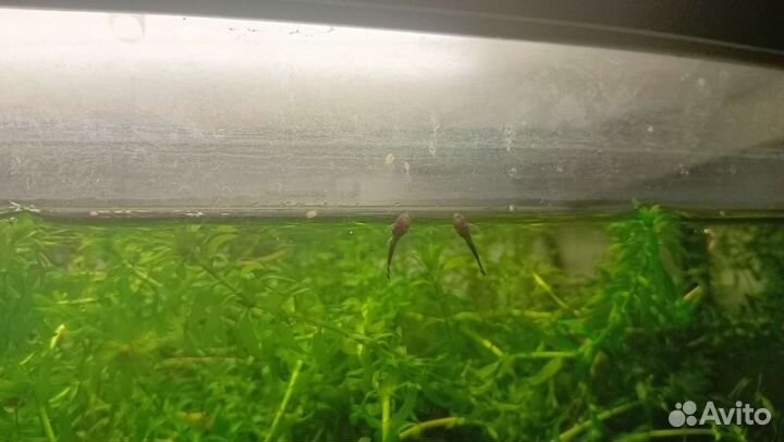 Сомики анциструсы