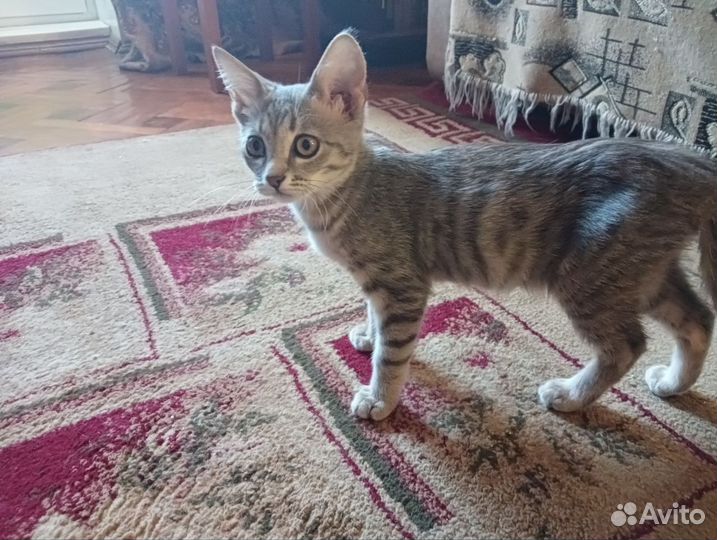 Симпатичная кошечка хочет домой