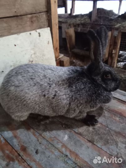 Серебро и белый великан