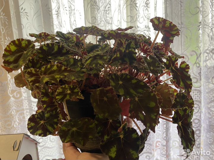 Бегония тигровая