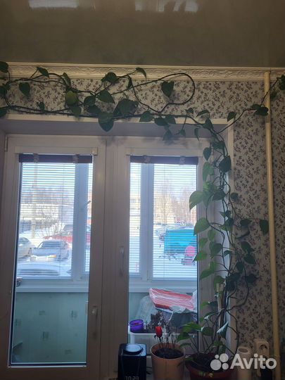 Эпипремнум