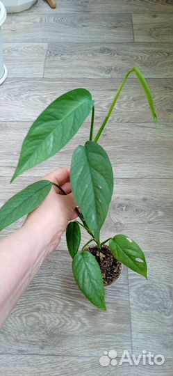 Эпипремнумы, сциндапсусы