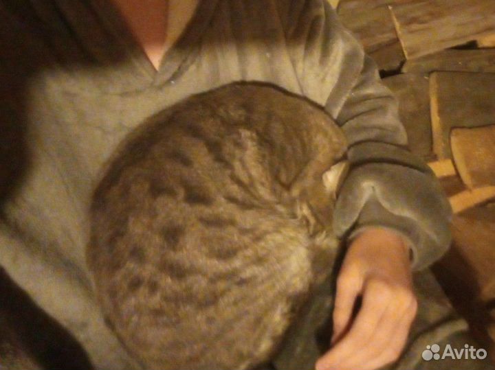 Кот