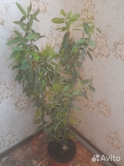 Лавровое дерево