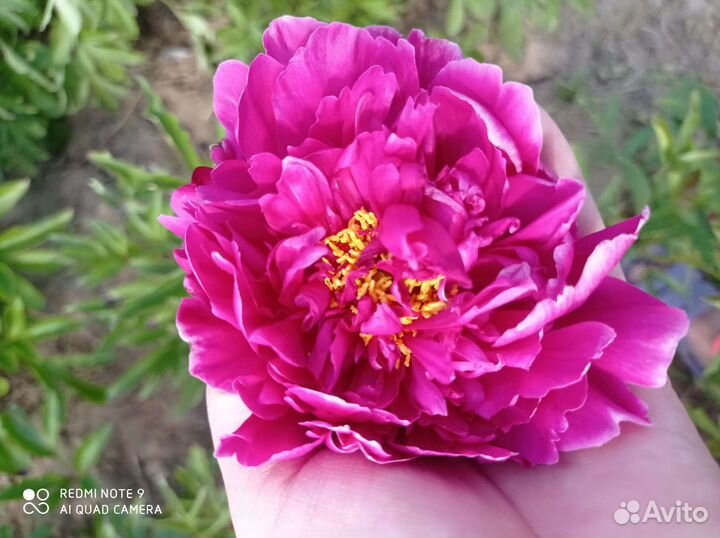 Пион цветущий