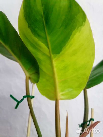 Филодендрон Серратум гибрид сплеш вар