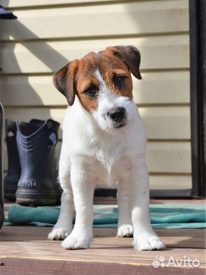 Щенок джек рассел терьера