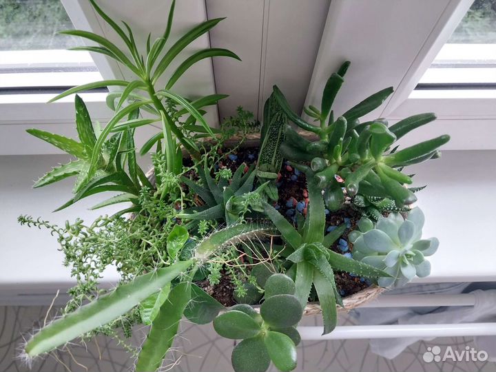 Минисадики