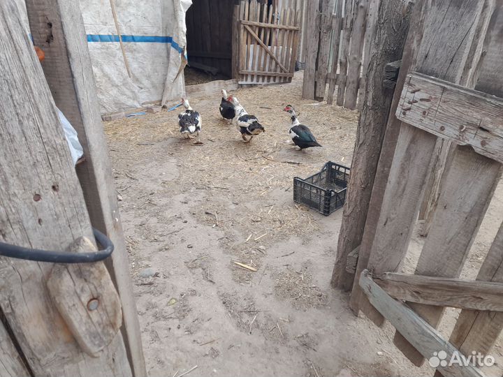 Гуси кури