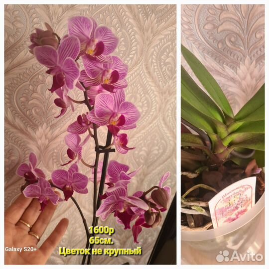 Орхидея фаленопсис, суккуленты