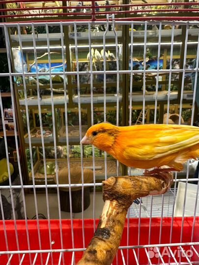 Кенар поющий