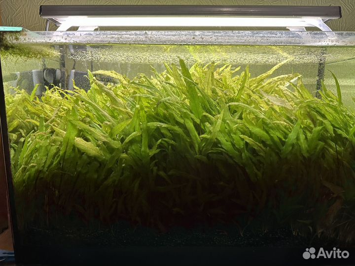 Анциструсы, криптокорина