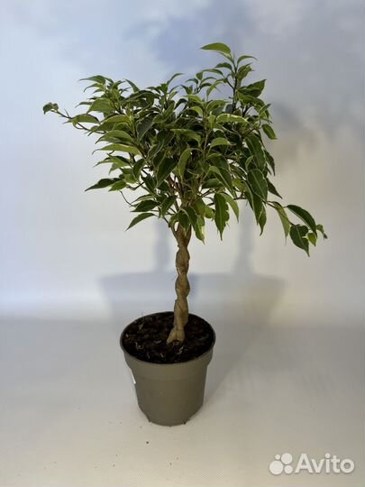 Фикус Бенджамина Нина переплетенный 12/45