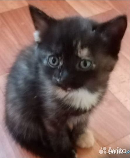 Бесплатно в добрые руки