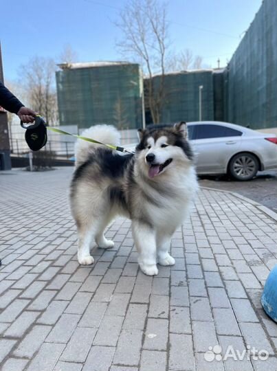 Груминг крупных пород собак экспресс-линька