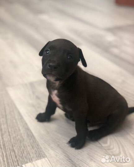 Щенки питбультерьера