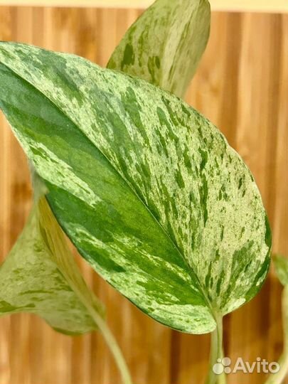 Эпипремнум марбл квин