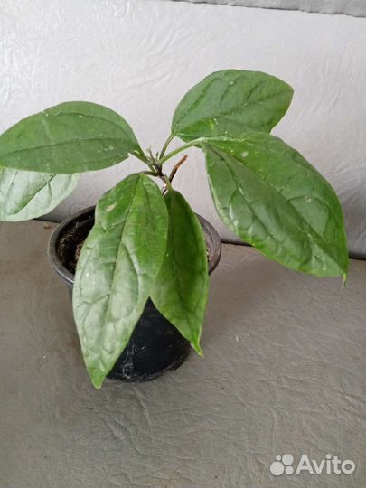 Клеродендрум