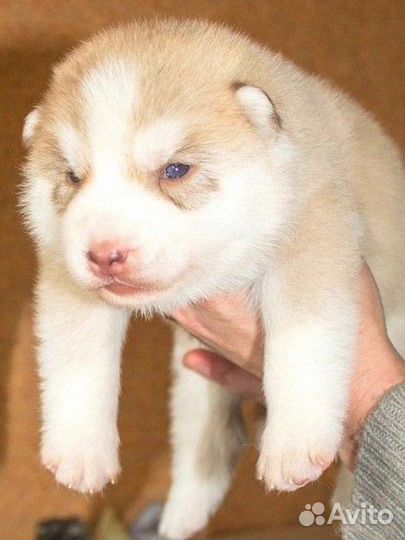 Вязка Сибирский Хаски