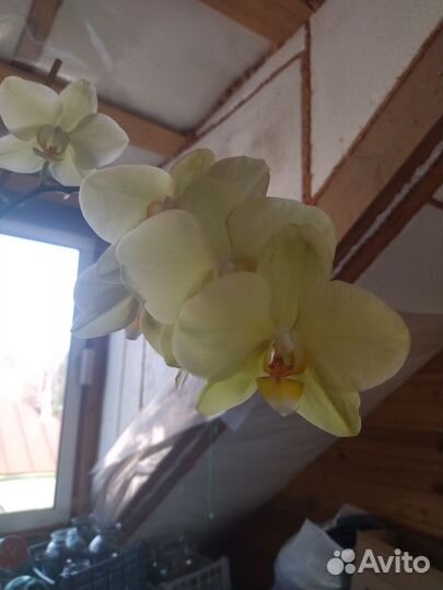 Орхидея