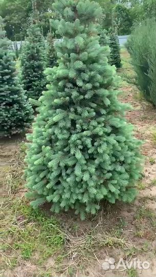 Елка голубая