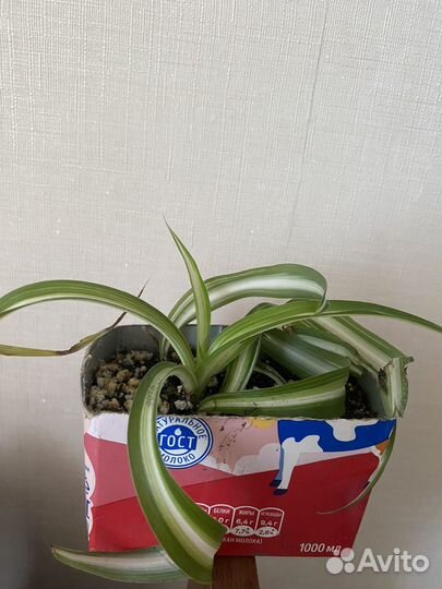 Комнатные растения